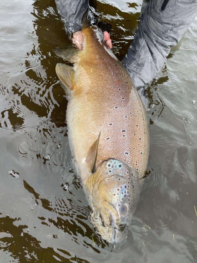 A close-up of a large fish partially submerged in water.